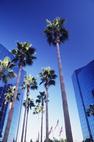 San Diego dangoraižiai ir palmės